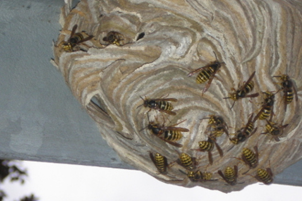 nid de frelon sur une poutre