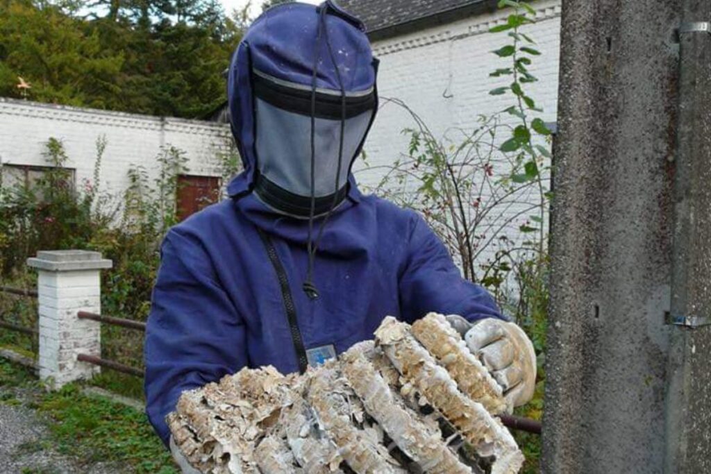 intervention retrzit nid de frelon