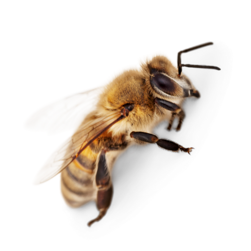 abeille