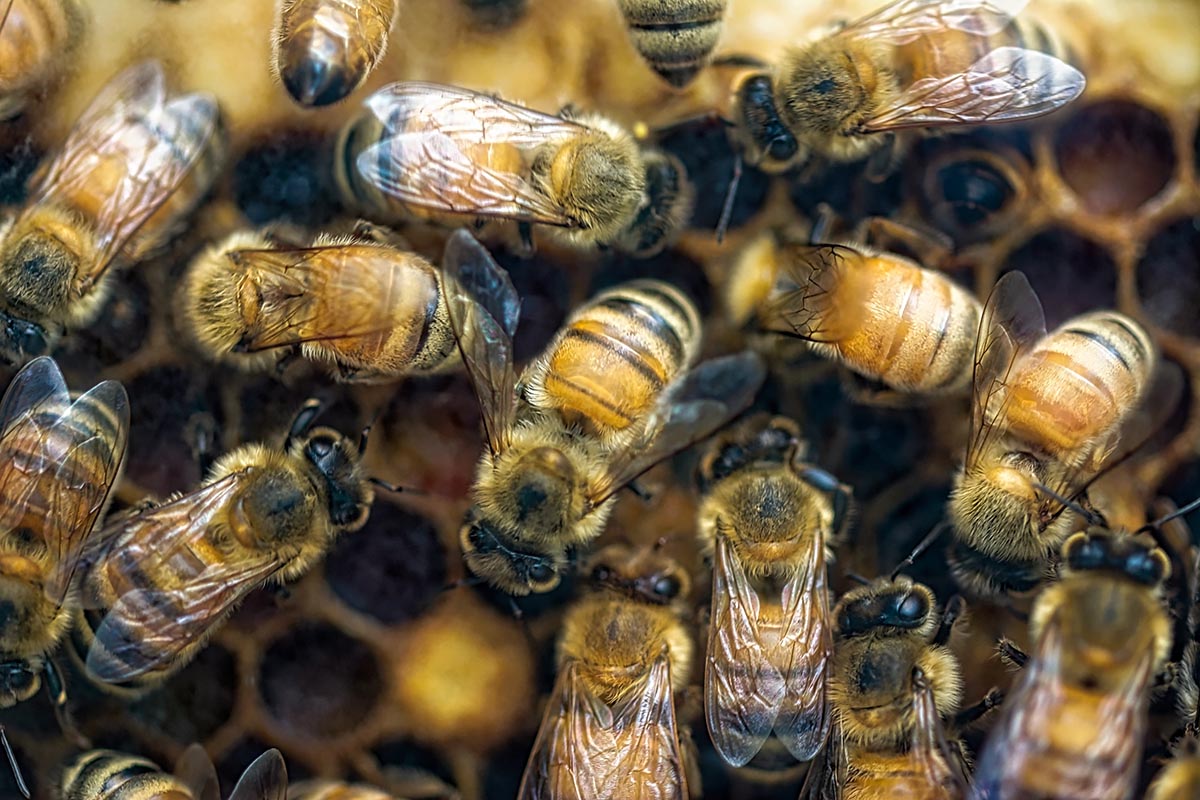 ruche d'abeille