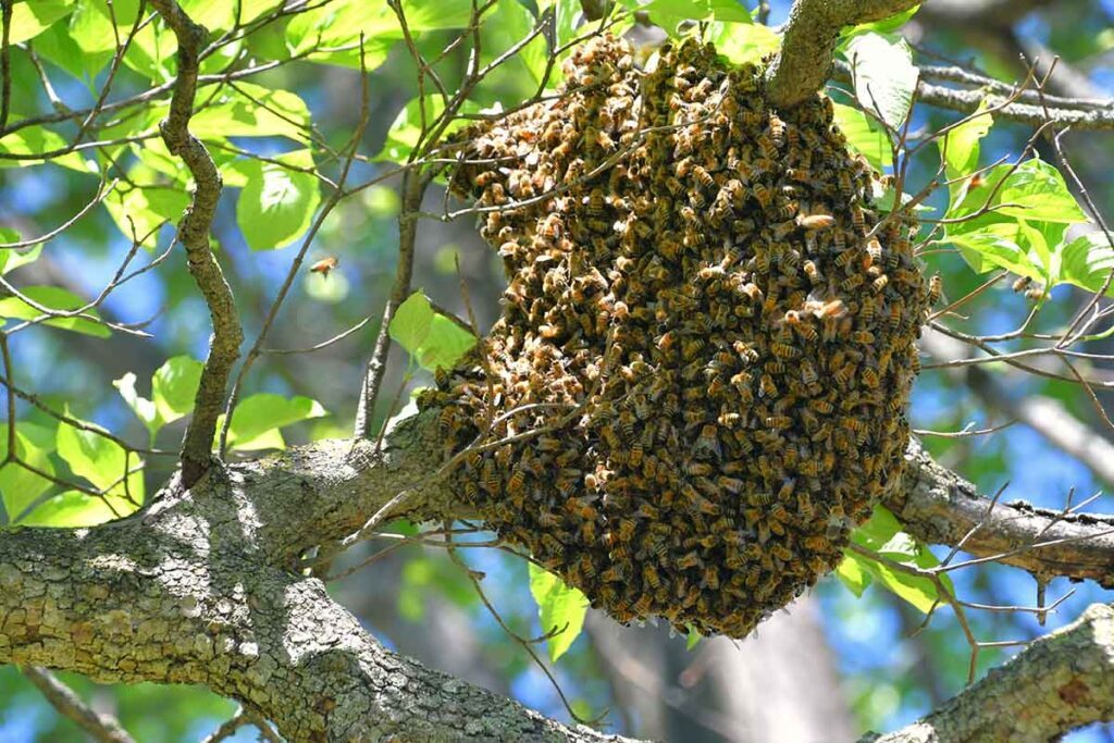 nid de guêpes