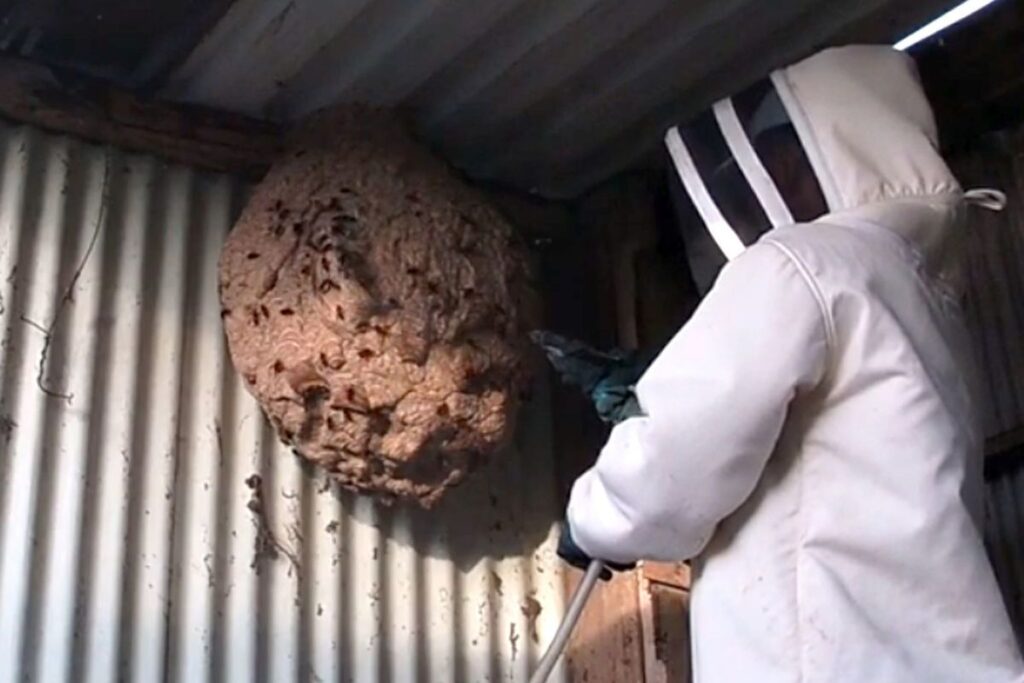 nid de frelondans un garage