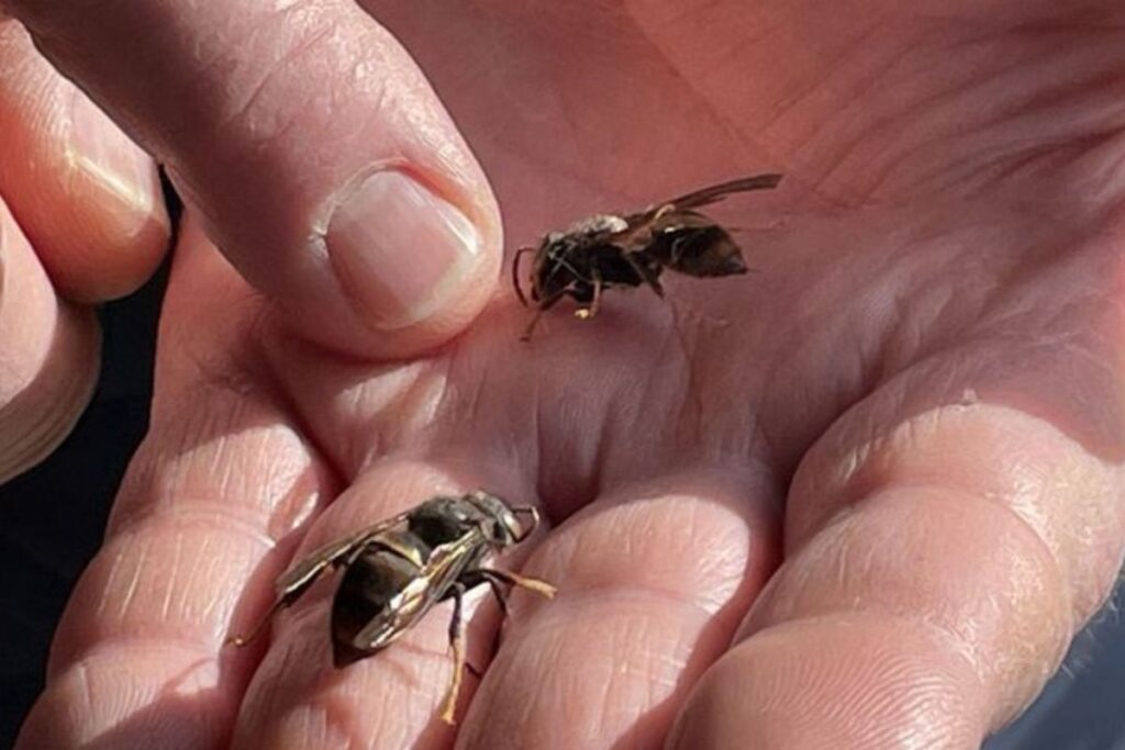 frelon dans sur une main