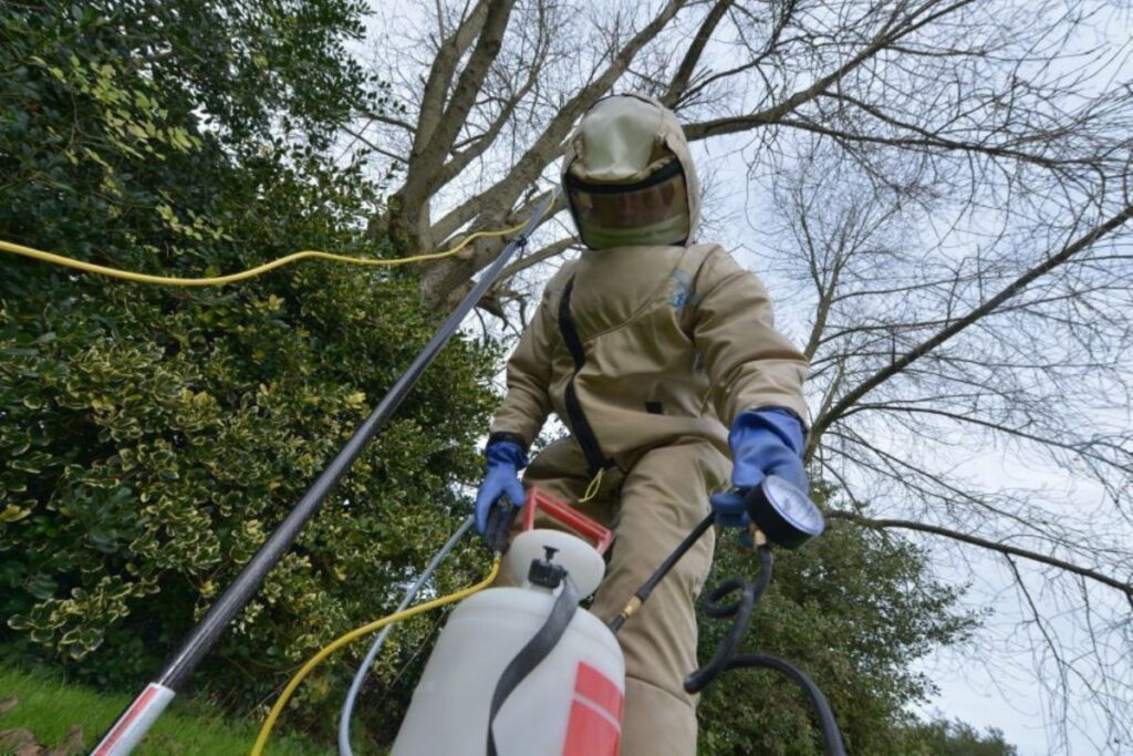 photo spécialiste retrzit nid à frelon